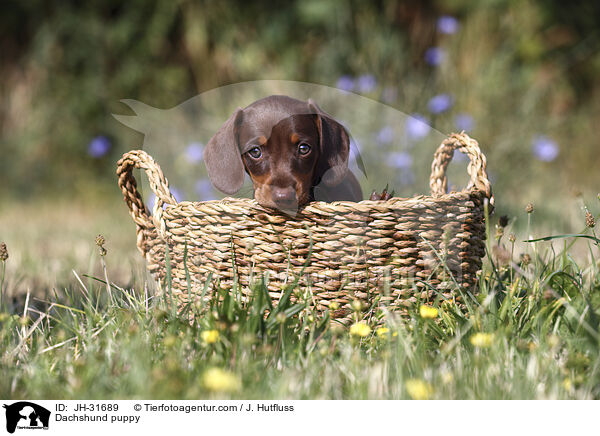 Dachshund puppy / JH-31689