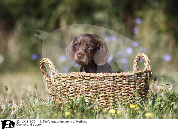 Dackel Welpe / Dachshund puppy / JH-31690