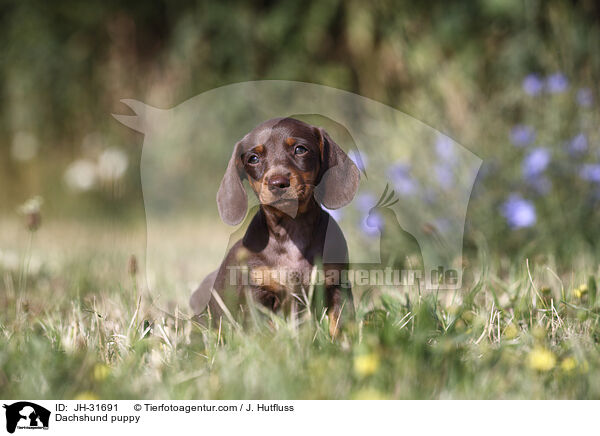 Dackel Welpe / Dachshund puppy / JH-31691