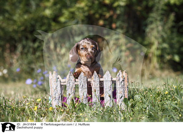 Dackel Welpe / Dachshund puppy / JH-31694