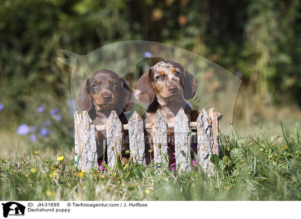 Dackel Welpe / Dachshund puppy / JH-31695