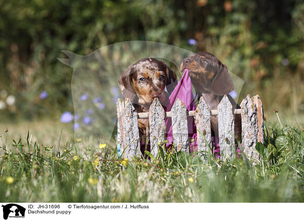 Dachshund puppy / JH-31696