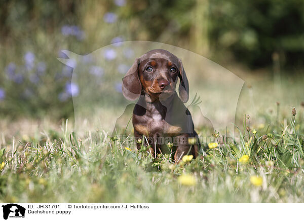 Dachshund puppy / JH-31701