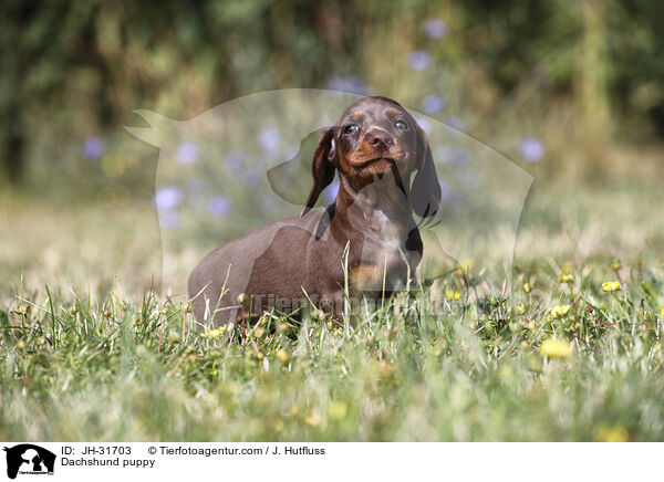 Dackel Welpe / Dachshund puppy / JH-31703