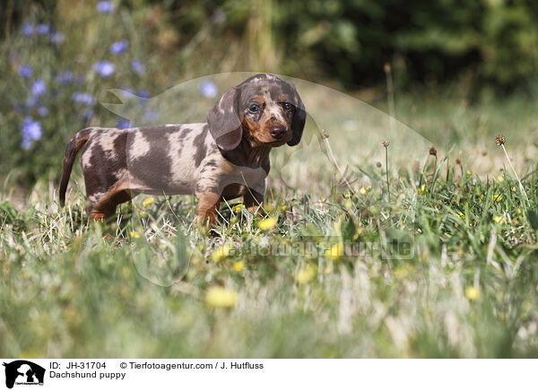 Dachshund puppy / JH-31704