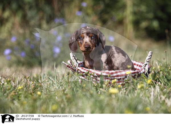 Dackel Welpe / Dachshund puppy / JH-31709