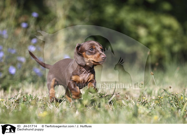 Dachshund puppy / JH-31714