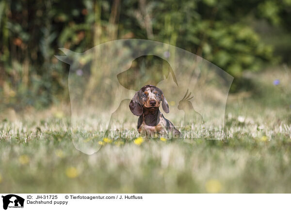 Dackel Welpe / Dachshund puppy / JH-31725