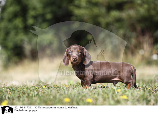 Dachshund puppy / JH-31731