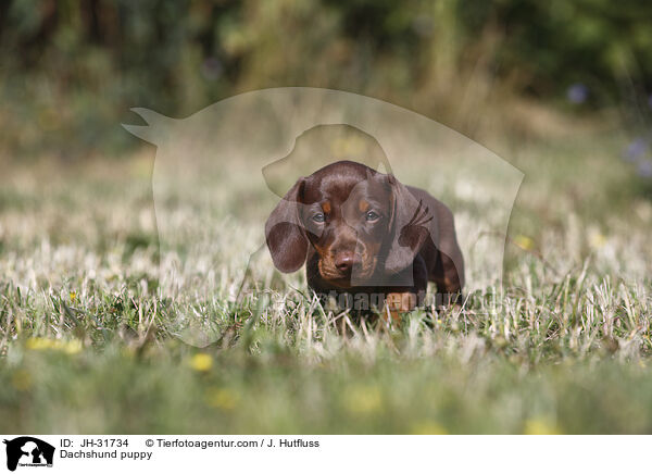 Dackel Welpe / Dachshund puppy / JH-31734