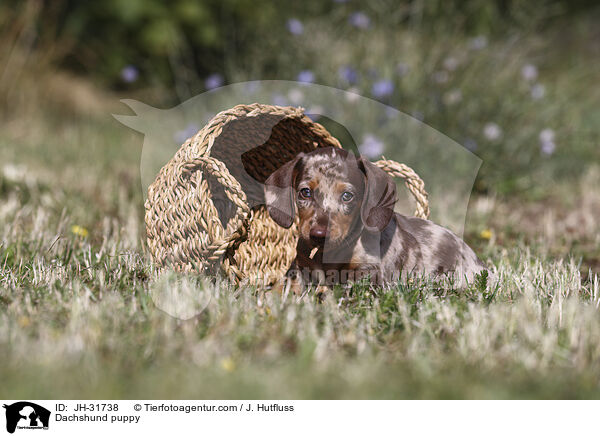 Dachshund puppy / JH-31738