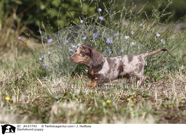 Dackel Welpe / Dachshund puppy / JH-31743