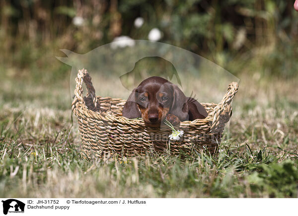 Dackel Welpe / Dachshund puppy / JH-31752