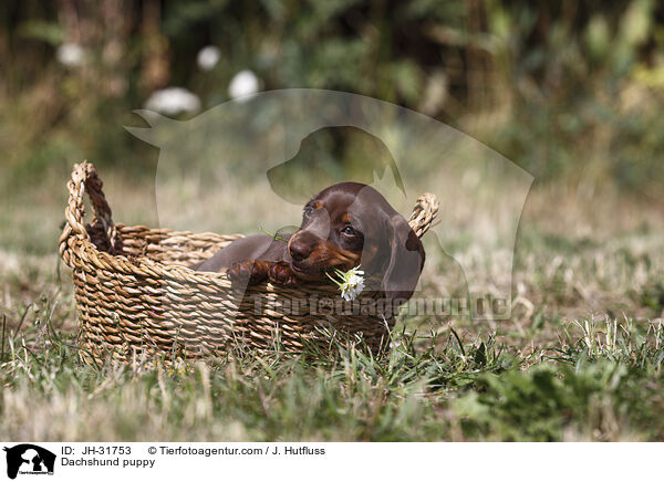 Dackel Welpe / Dachshund puppy / JH-31753