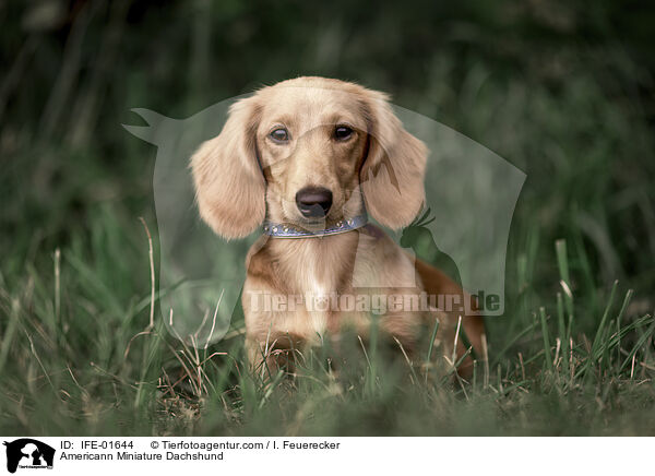 Americann Miniature Dachshund / IFE-01644