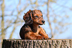 american Dachshund puppy