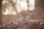 standing  American Dachshund