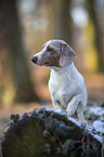 sitting American Dachshund