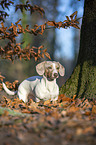 standing  American Dachshund