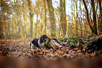 Dachshund in the autumn forest