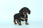 American Miniature Dachshund Puppy