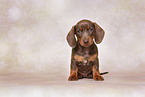 Dachshund puppy