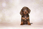 Dachshund puppy