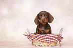 Dachshund puppy