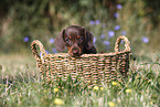 Dachshund puppy