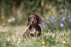 Dachshund puppy