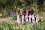 Dachshund puppy