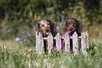 Dachshund puppy