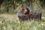 Dachshund puppy