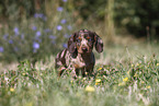 Dachshund puppy