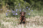 Dachshund puppy