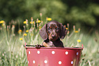 Dachshund puppy