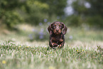 Dachshund puppy