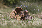 Dachshund puppy