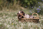 Dachshund puppy