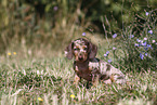 Dachshund puppy