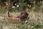 Dachshund puppy