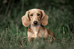 Americann Miniature Dachshund