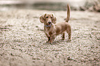 Americann Miniature Dachshund