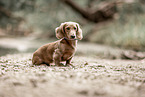 Americann Miniature Dachshund