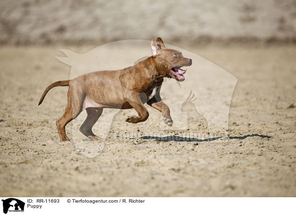 American Pit Bull Terrier Welpe / Puppy / RR-11693