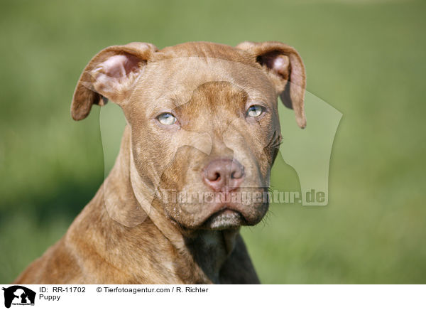 American Pit Bull Terrier Welpe / Puppy / RR-11702