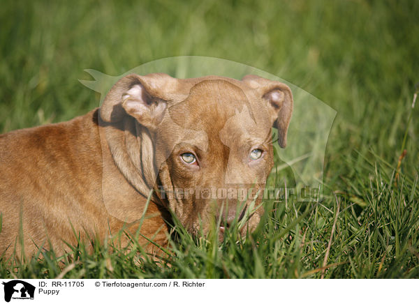 American Pit Bull Terrier Welpe / Puppy / RR-11705