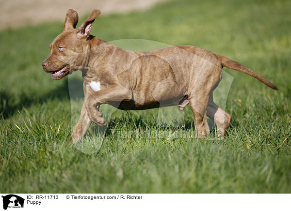 American Pit Bull Terrier Welpe / Puppy / RR-11713