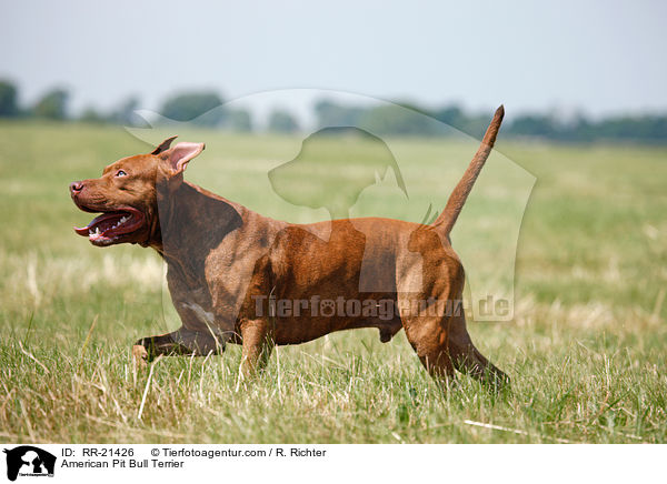 American Pit Bull Terrier / American Pit Bull Terrier / RR-21426
