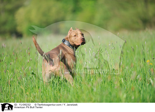 American Pit Bull Terrier / American Pit Bull Terrier / YJ-06232